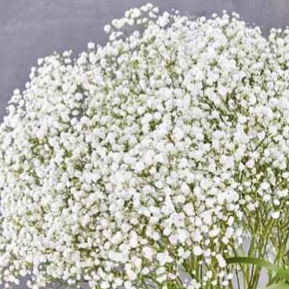 گل عروس یا ژیپسوفیلا برای گل روبانی